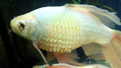 Exophthalmia In Fish: Pop eye disease – causes, treatment and prevention - Aquarium Tips