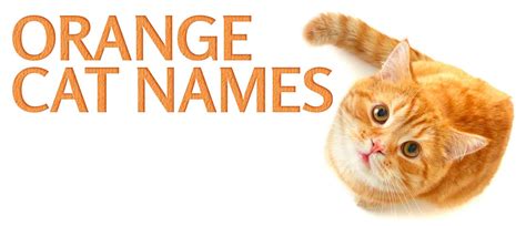 Best Orange Cat Names For Your Sweet Feline