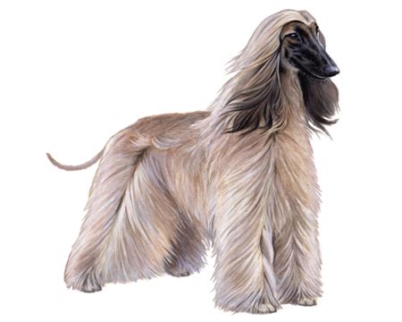 Afghan Hound Facts - Wisdom Panel™ Dog Breeds