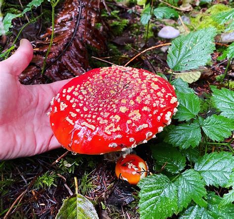 Amanita muscaria: A Legendary Mushroom With a Healthy Twist » Survive ...