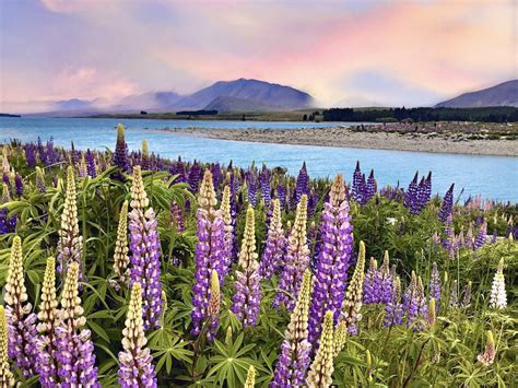 Lake Tekapo travel guide - New Zealand Travel Tips