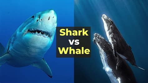 Difference Between Shark and Whale | Difference Between Shark and Whale ...