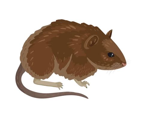 Vole Stock Vectors, Royalty Free Vole Illustrations | Depositphotos