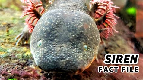 Siren Facts: the SIREN SALAMANDER | Animal Fact Files - YouTube