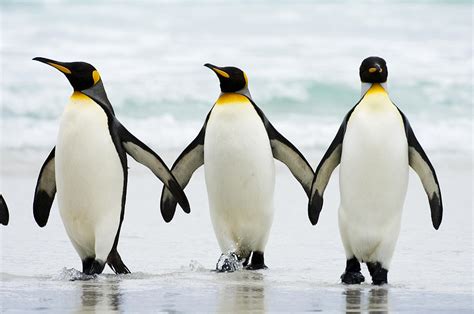 King Penguin | Life of Sea