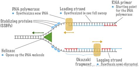 3.6. DNA Replication - Mr. Ehinger's Biology