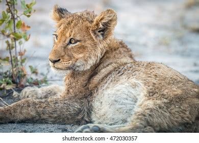 Lion Cub Laying Down Kruger National Stock Photo 472030357 | Shutterstock