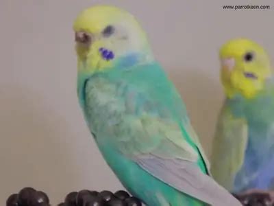 What is Rainbow Budgie?[ Behaviors, Diet, Size, Colors] – Parrotkeen