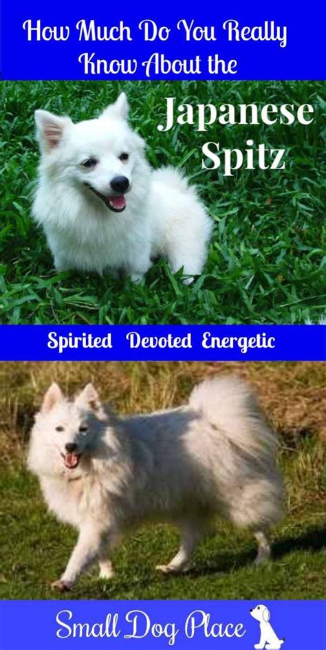 Japanese Spitz Dog Breed Information and Pictures | Japanese spitz, Dog ...