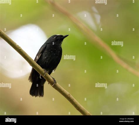 Damar Flycatcher (Ficedula henrici) perched in understory of lowland raindforest on Damar island ...