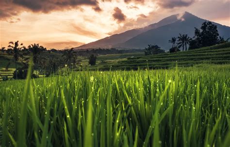 Wallpaper Bali, Indonesia, rice field images for desktop, section пейзажи - download