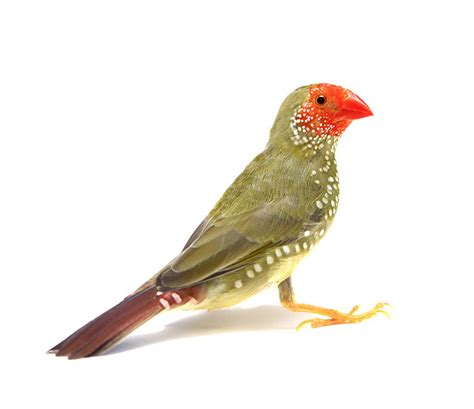 Finch Breeding | Finches and Canaries | Guide | Omlet Australia