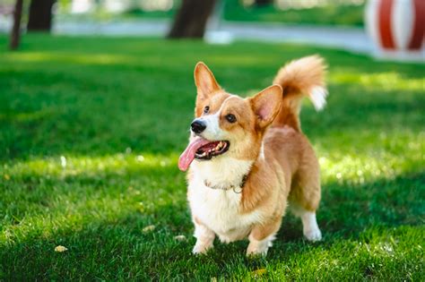 Are Corgis Born With Tails? - Stumps and Rumps