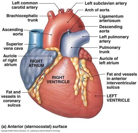 ID the heart! Subclavian Artery, Carotid Artery, Pulmonary, Heart Structure, Nursing School ...