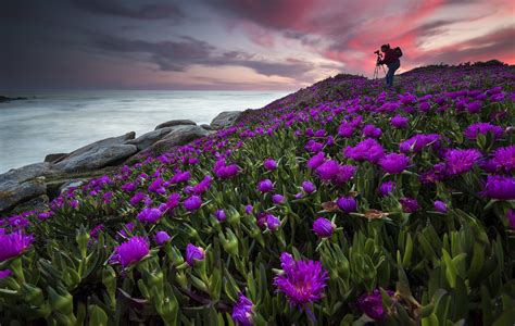 photographer, Sky, Sea, Coast, Purple flowers, Flowers, Nature, Plants ...