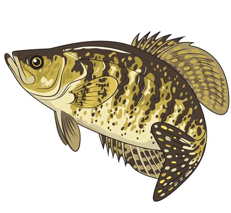 clipart crappie 10 free Cliparts | Download images on Clipground 2024