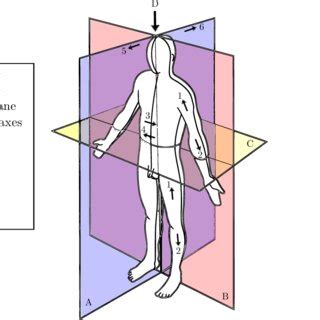 2: Human body anatomical planes. Directional terminology is also... | Download Scientific Diagram