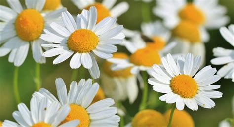 Camomile Flower - Tea, Oil - Uses & Health Benefits