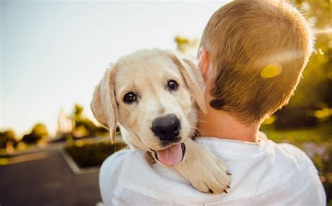 Estas son tus responsabilidades como dueño de una mascota- Grupo Milenio