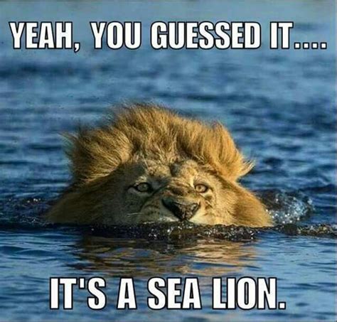 Yeah, you guessed it. It's a sea lion. Funny Animal Quotes, Animal ...