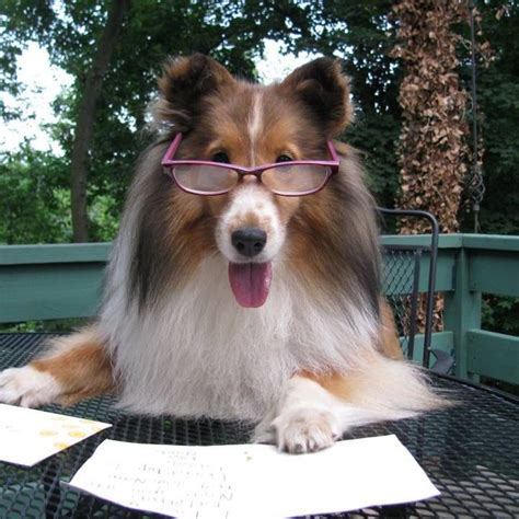 Studying for exams #sheltie | Collie dog, Shetland sheepdog, Sheltie