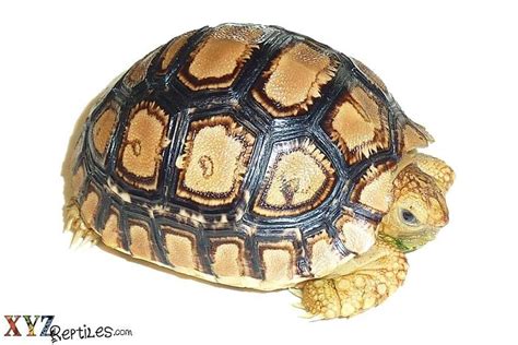 Helpful Tips On Great Tortoise Care From xyzReptiles by xyzReptiles