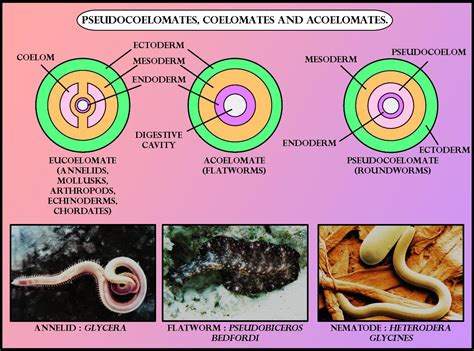 Which of the following is Pseudocoelomate.(a) Leech(b) Liver fluke(c ...