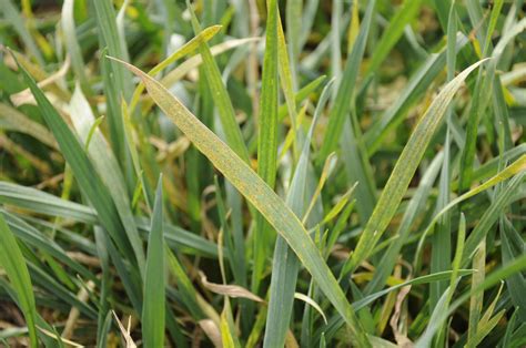 Wheat rust showing up in High Plains, but treatment not recommended - AgriLife Today