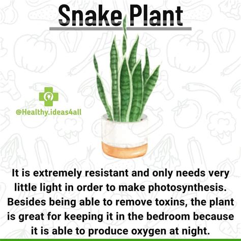 The Benefits of Snake Plants