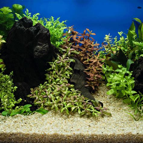 The Importance of Clean Environments for Live Aquarium Plant Care - Modern Aquarium