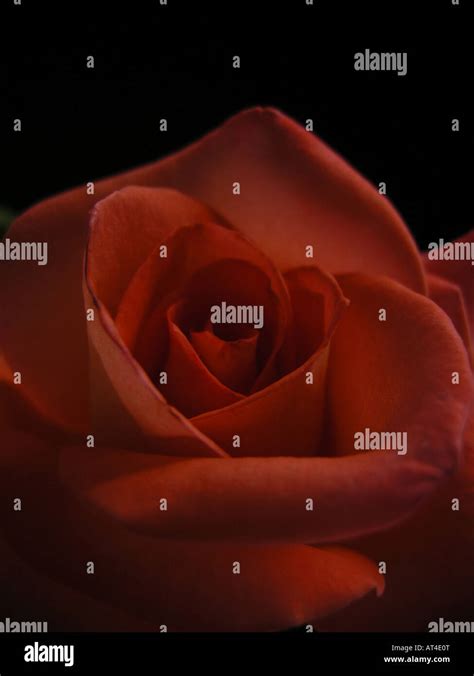 Red Rose close up Stock Photo - Alamy