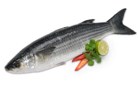 Grey Mullet from Wing of St. Mawes Cornish Fish Merchants