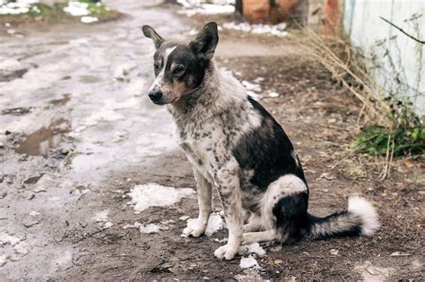 Evidence of Stray Dogs as Possible Origin of COVID-19 Pandemic