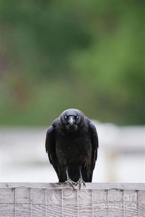 Creepy Crow II Photograph by Kathy Sherbert | Fine Art America