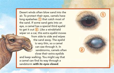 Camel’s have a third eyelid to keep the sand out of its eyes. During sandstorms, camels often ...