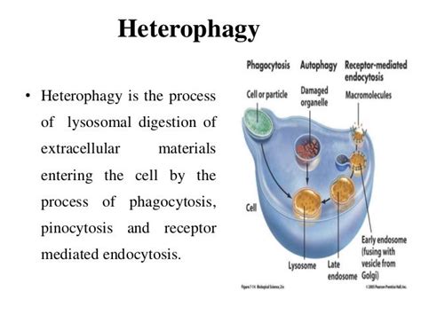 Lysosomes and peroxisomes