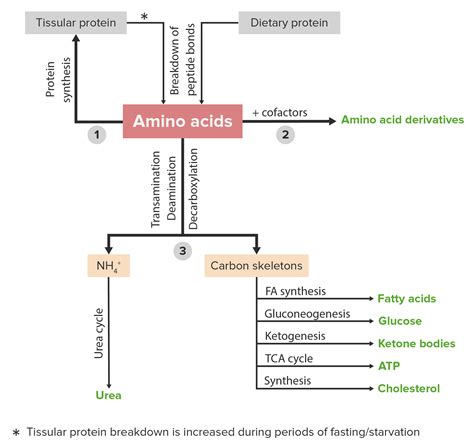 Amino Acid Metabolism – Online Biochemistry Course | Lecturio