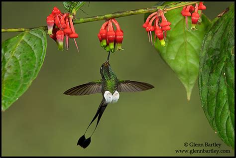 Booted Racket-tail hummingbird (Ocreatus underwoodii) – BIRDINGBLOGS.COM