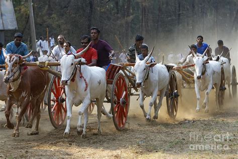 Bullock cart race 3 Photograph by Milind Ketkar | Fine Art America