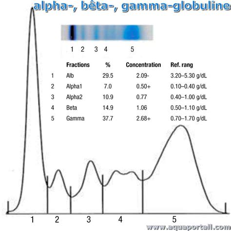 Alphaglobuline : définition et explications