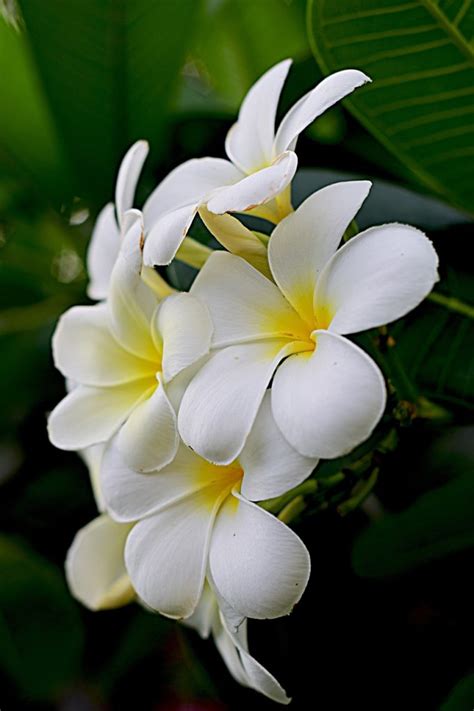 5 Popular Types of Plumeria Trees - Blooming Anomaly