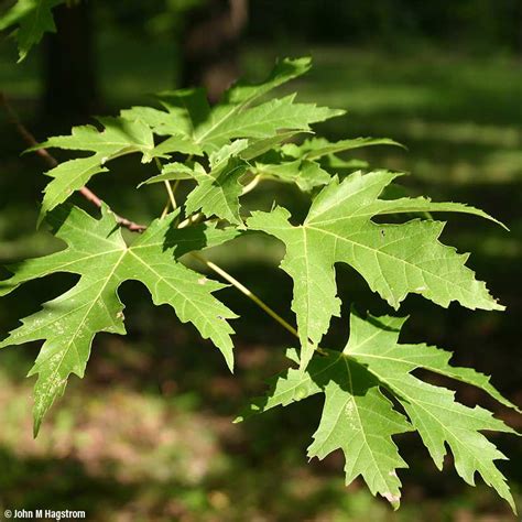 Silver Maple Trees for Sale at Arbor Day's Online Tree Nursery - Arbor ...