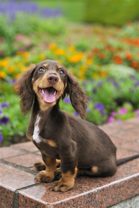 The 30 Cutest Dog Breeds - Most Adorable Dogs and Puppies