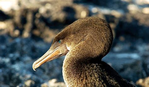 Flightless Cormorant Sea Bird - Facts, Information & Habitat