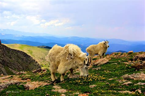 The Nerdy Naturalist: Rocky Mountain Goats