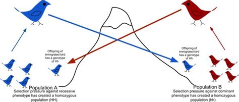 Gene Flow - Factors affecting Gene Flow