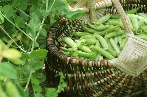 A Word About Harvesting Peas - Food Gardening Network