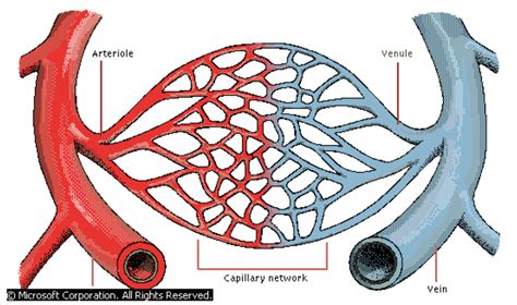 Capillary Exchange Diagram