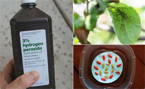 10 Uses For Hydrogen Peroxide In The Garden