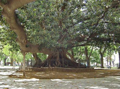 This Ombu tree resides in Plaza St. Martin in Buenos Aires, Argentina. | Argentina, Buenos aires ...